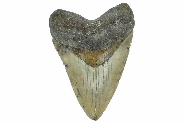 Fossil Megalodon Tooth - North Carolina #362878